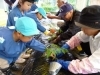 おじいちゃん、おばあちゃんと植えた野菜は大収穫でした「あさひ幼児教育センター ひまわり幼児園」