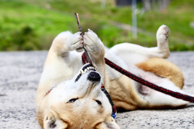 「枝で本気で遊ぶ犬」