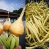 「☆カラフル野菜の小山農園、黄色インゲン、金カブも収穫可能に！☆」