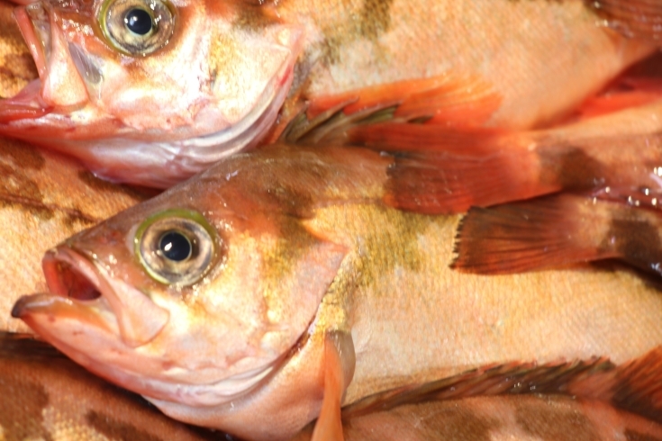 「八千代市、佐倉市の鮮魚店  　勝田台から徒歩10分　 魚や山粋（ヤマスイ)    新聞折込み特売 最終日         」