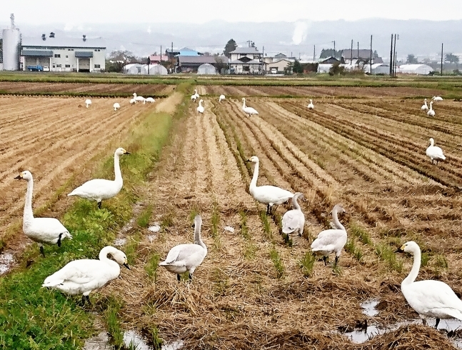 「”冬”の使者～コハクチョウ御一行様ようこそ！湯川村へ...щ(´ε`щ)ｶﾓｫｫﾝ♥」