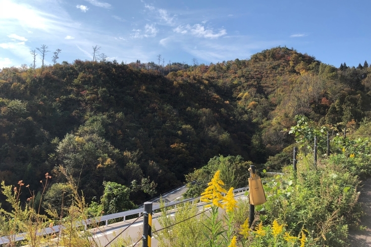 「晩秋の「紅葉ドライブ」を楽しんできました！」