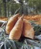 京都・西山丘陵のふもとに広がる「たけのこ畑」 | 小川食品工業株式