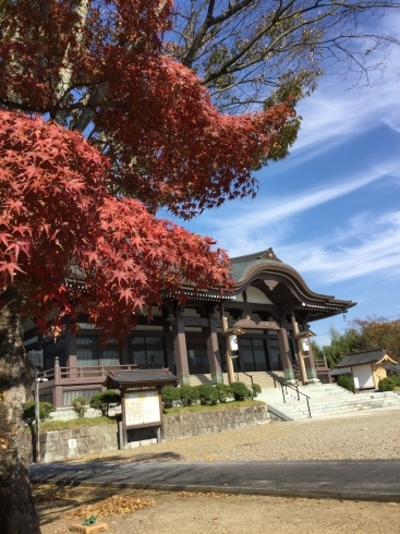 「今日も東照寺にお邪魔してます。」