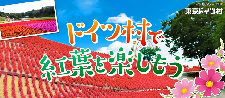 東京ドイツ村 秋の花ざかり 茂原市 長生郡 おでかけ観光情報 まいぷれ 茂原市 長生郡 東京ドイツ村 秋の花ざかり 茂原市 長生郡 おでかけ観光情報 まいぷれ 茂原市 長生郡