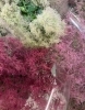 人気の切花！「カラフルな今日の入荷商品です！」