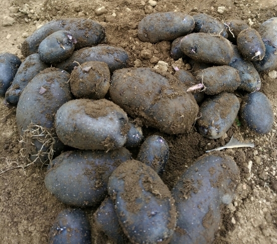 「☆カラフル野菜の小山農園、シャドークイーン（ジャガイモ）も好評です☆」