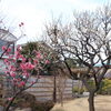 第61回　延寿東流庭園の春を楽しみに行ってみよう