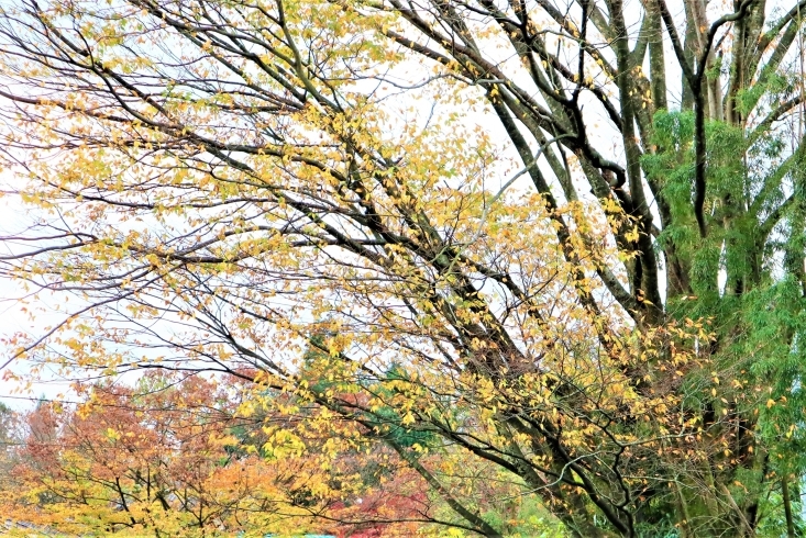 「年末調整事務はここに注意～配偶者控除等申告書の様式変更～ 」