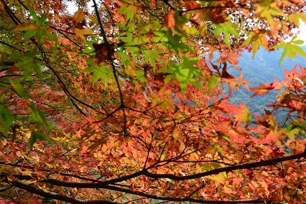 「鰐淵寺の紅葉が見ごろを迎えています。」