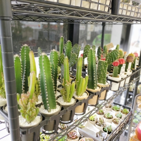 「【はなやホック皆生店】観葉植物がいっぱい」