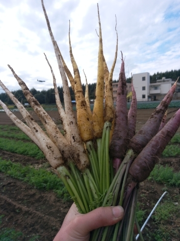 「☆カラフル野菜の小山農園、ハーモニー人参も収穫開始☆」