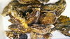 「生牡蠣でも酢牡蠣でも焼き牡蠣でも！」