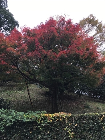 「西条市小松町にある石鎚ハイウェイオアシスの『小松中央公園』」