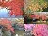 「和歌山城 紅葉だより」