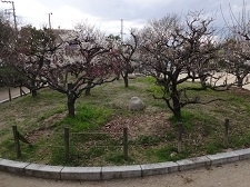 梅の木公園です!