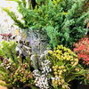 「クリスマスの切花色々あります！」