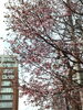 桜写真❹「桜、咲きました！」