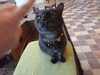 「今日から１２月！　～猫カフェKuro～ 」
