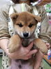 「【WAN'S】new faceの芝犬ちゃんです♪」