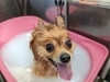 「本日のお客さま♥️ポメラニアン【大分市中戸次／ドッグサロン／トリミング】」