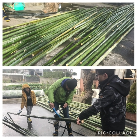 「門松準備始まりました！①竹の切り出しと洗浄作業」