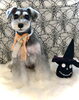 サクちゃん／Ｍ・シュナウザー「Happy Halloween (^-^)」