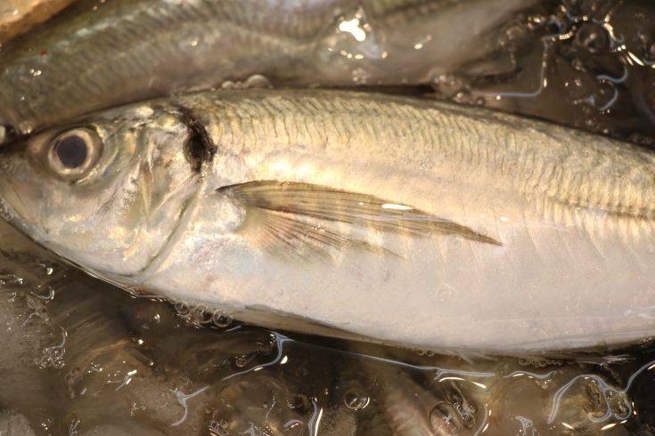 「八千代市、佐倉市の鮮魚店  　勝田台から徒歩10分　 魚や山粋（ヤマスイ)    地魚揃ってます。」