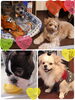 「ハッピーテイル・新潟市中央区・ペットホテル・夜間スタッフ有♪アットホームなお預り♡看板犬のいるお店♡一時預かり・犬の保育園・新潟駅・新潟空港近く」