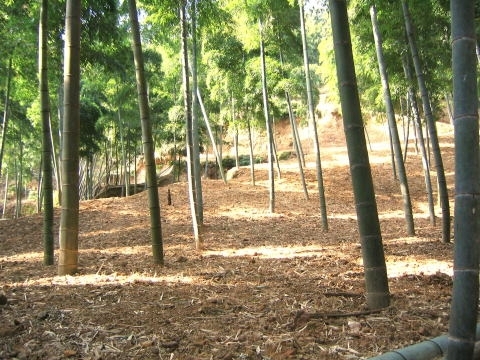 「京都・西山丘陵のふもとに広がる「たけのこ畑」」