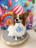 パピヨンの空くん️🩵「🐶トリミングにご来店されたわんちゃん🐾」
