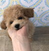 ちゅーりっぷちゃん「ぱぱ＆まま募集中　（＾ν＾）」