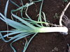 「☆カラフル野菜の小山農園、リーキ（西洋ネギ）も収穫可能となりました☆」