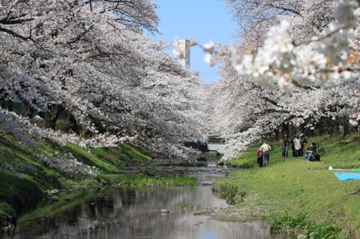 小川に沿って遊歩道が整備された全長1.3kmの根川緑道。<br>自然と歴史に触れながら美しい水辺を散策できます。<br>大正天皇即位を記念して植樹されたというソメイヨシノの<br>桜並木は水辺に映った桜がとても印象的。<br>静かで花見をするにはとっても良い場所です。