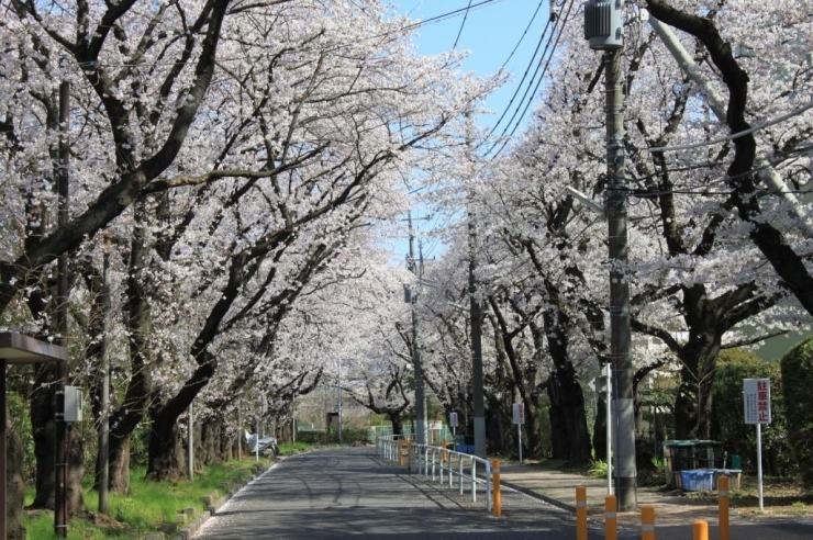 富士見町住宅の開発と同時期に植えられたという桜。<br>樹齢40年以上の桜の並木道です。<br>住人たちの花見の場所として愛されるとともに<br>小学校生の入学式にも彩りを添えています。