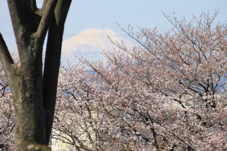 富士見町第二公園から見える桜。<br>桜越しに富士山が見える場所というのは<br>立川市内では他になかなか無いのではないでしょうか。