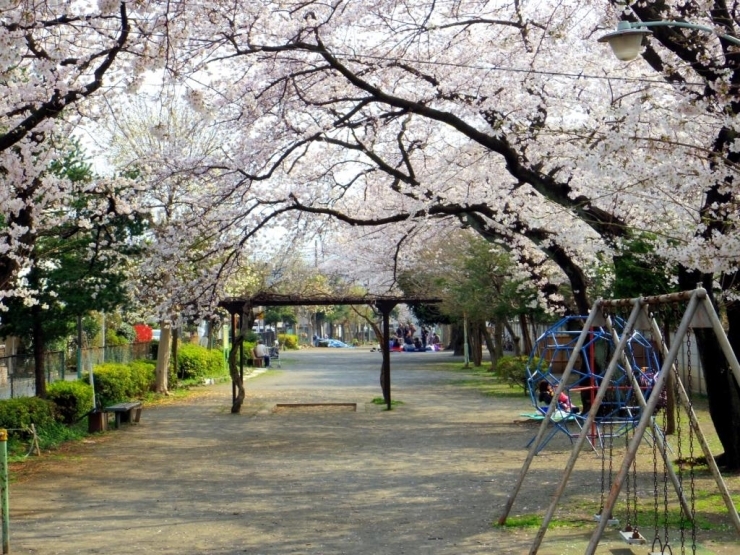 その昔、緑川が流れていたところに作られた緑川公園。<br>この長い公園にはアーチ状になった桜並木が整備されていています。<br>花見の場所として住民の人々に利用されています。