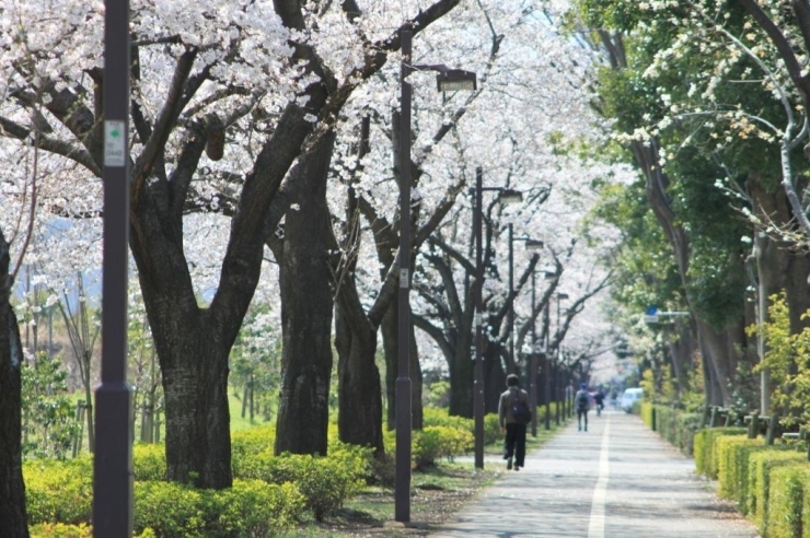 立川市役所の横を通る中央南北線。<br>この道路の両側に整備された桜並木の中を<br>自転車で走れば気持ちがウキウキしてきますよ。