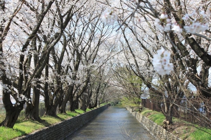 江戸市中へ飲料水を供給するために整備された玉川上水。<br>穏やかな川の流れに沿って咲く桜は心を癒してくれるのと同時に<br>歴史をも感じさせてくれます。<br>特に西武線の武蔵砂川駅近くの見影橋付近は桜並木が続いています。