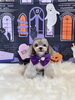 ルナちゃん「Happy Halloween 2026🎃」