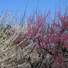 【No.152】　うめの花が満開　No1　（戸山公園周辺）