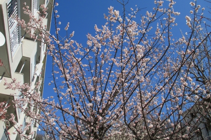 No 152 うめの花が満開 No1 戸山公園周辺 新宿万華鏡 カメラから観えてきた新宿 しんじゅくノート 新宿区