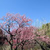 【No.153】　うめの花が満開　No2　（甘泉園公園周辺）