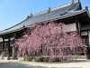 願正寺の枝垂れ桜