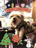 「メリークリスマスのメリーって何だ？ 」