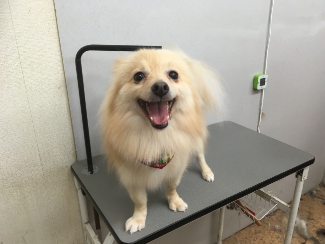 12月24日 シャンプーコースのマカロニちゃん 犬猫のトリミング屋さんぽちのうち 犬 猫のトリミング屋さん ぽちのうちのニュース まいぷれ 船橋市