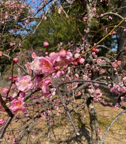 「今治市桜井の梅の花を見に行きました。少し行くのが遅かったかな。」