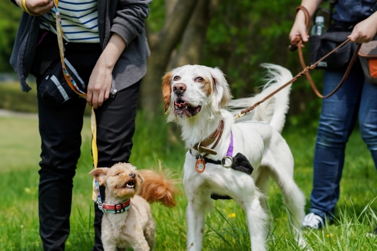 「トリミング・犬のしつけ・出張トレーニング・ドッグトレーナー・ペットホテル・犬の保育園・新潟市・看板犬のいるお店・ハッピーテイル」