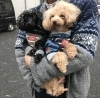 18年 犬のトリミング ホテル しっぽのニュース まいぷれ 松江