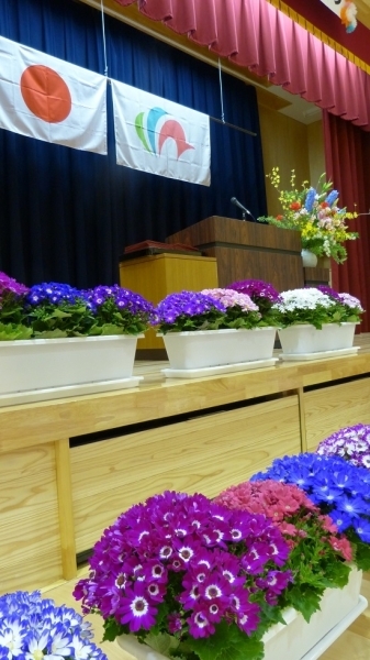 開場前のステージ！　行方市立麻生幼稚園の卒園式が行われます。色とりどりのお花が飾られ、卒園時の入場を待つばかりです(*^_^*)　卒園生はお教室で、入場するのをドキドキして待っているのかな？